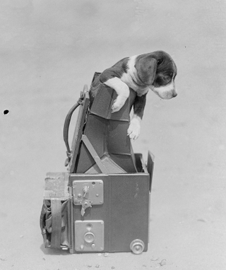 Illustration for article titled Vintage Photos Reveal Century-Long Obession with Dressing Up Pets